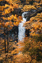 Fototapeta na wymiar Kegon Falls seen through autumn foliage. The waterfall is a popular tourist attraction at Lake Chūzenji in Nikkō National Park near the town of Nikkō in Japan.