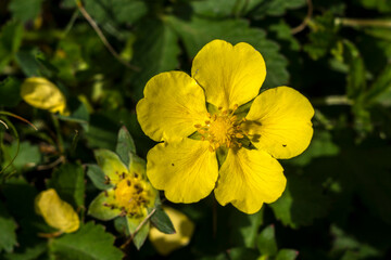 The spring pimp (Potentilla neumanniana)