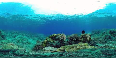 Underwater fish reef marine 360VR. Tropical colorful underwater seascape with coral reef. Panglao, Philippines.
