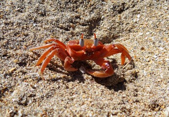 Painted ghost crab (Ocypode gaudichaudii) also called “ cart driver crab” a on the beach of Sechura (North Peru)