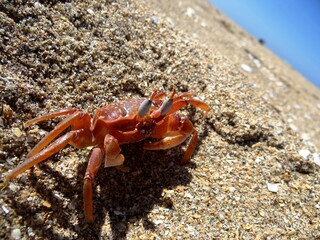 Painted ghost crab (Ocypode gaudichaudii) also called “ cart driver crab” a on the beach of Sechura (North Peru)