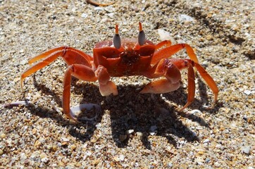 Painted ghost crab (Ocypode gaudichaudii) also called “ cart driver crab” a on the beach of Sechura (North Peru)