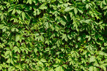 Fototapeta na wymiar A Green plant overgrown wall as background.