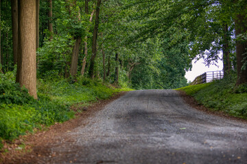 Obraz premium road in the woods