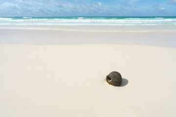 Okinawa,Japan-June 21, 2020: A coconut on white beautiful sand of Toguchinohama beach in Irabujima island, Japan
