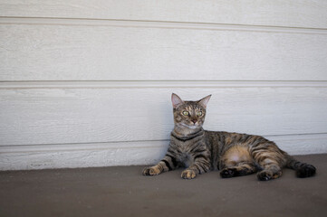Cat sitting on a porch in Maui, Hawaii
