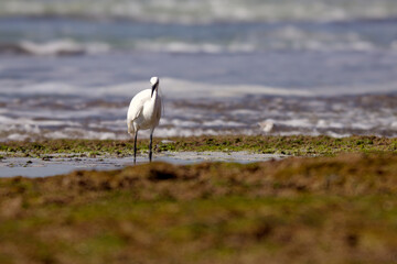 Little egret - wading 