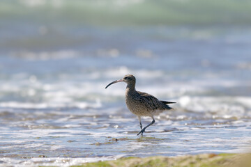 Wading curlew - Algarve coast