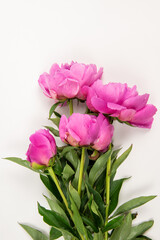 Bunch of pink peonies on white background