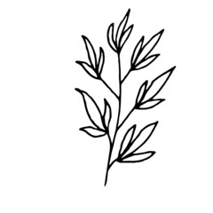 Fototapeta na wymiar vector illustration of a branch of plant