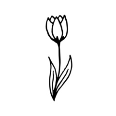 vector illustration of a flower lilia