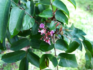 tarfruit flowers in bloom with purple colour. Pink flower, Gooseberry flower, Star fruit carambola flower or star apple (starfruit) flower on nature background