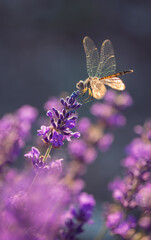 Blooming lavender with dragonfly black pennant in golden sunset light. Lavandula angustifolia,...