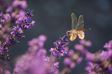 Blooming lavender with dragonfly black pennant in golden sunset light. Lavandula angustifolia, blooming violet fragrant lavender flowers. Perfume ingredient, honey plant with copy space.