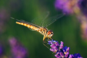Blooming lavender with dragonfly black pennant in golden sunset light. Lavandula angustifolia, blooming violet fragrant lavender flowers. Perfume ingredient, honey plant with copy space.