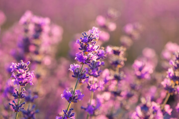Blooming lavender in the sunset close-up. Beautiful lavender flower field. Lavandula angustifolia, blooming violet fragrant lavender flowers. Perfume ingredient, honey plant with copy space. 