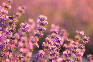Blooming lavender in the sunset close-up. Beautiful lavender flower field. Lavandula angustifolia, blooming violet fragrant lavender flowers. Perfume ingredient, honey plant with copy space. 