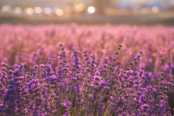 Blooming lavender field with round shiny bokeh on background. Growing lavender in the soft sunset light, blooming violet fragrant lavender flowers. Perfume ingredient, honey plant with copy space.