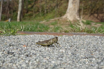 One hot summer day, the green grasshopper sitting on the street like a metal statue.