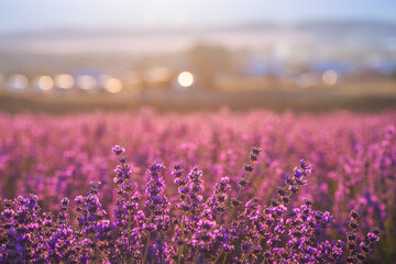 Blooming lavender field with round shiny bokeh on background. Growing lavender in the soft sunset light, blooming violet fragrant lavender flowers. Perfume ingredient, honey plant with copy space.