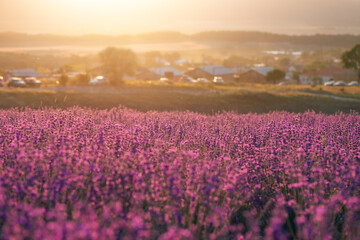 Blooming lavender field with 
village houses in the background. Growing lavender in the soft sunset light, blooming violet fragrant lavender flowers. Perfume ingredient, honey plant with copy space.