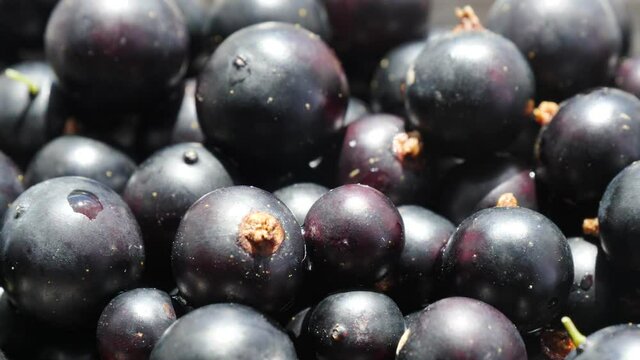 Close Up Of Black Fresh Currant Berries. Healthy Eating, Season Harvest. Food Background.
