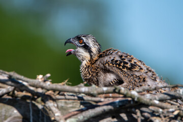 Osprey Chick Close-up