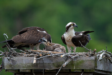 Osprey Family in Nest
