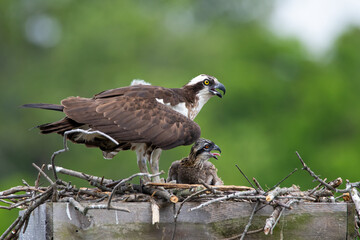 Osprey Mother and Chick in Nest