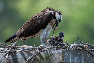 Osprey Mother Feeding Fish to Chick