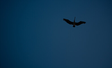bird in flight