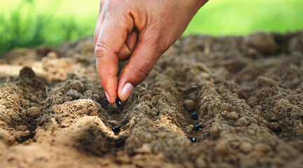 hand planting bean seed in the vegetable garden and light warm. agriculture concept