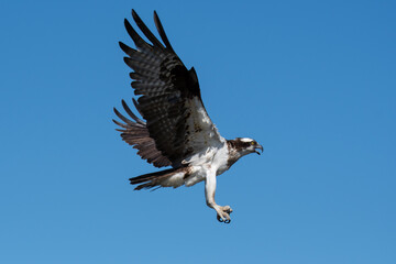 Osprey with Landing Gear Down and Open Mouth in the Clear Blue Sky