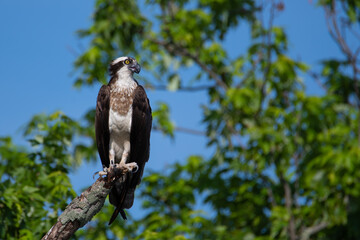 Osprey Perching in Tree