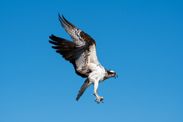 Osprey Mother Holding Stick and Ready to Land with Wings Up in the Clear Blue Sky
