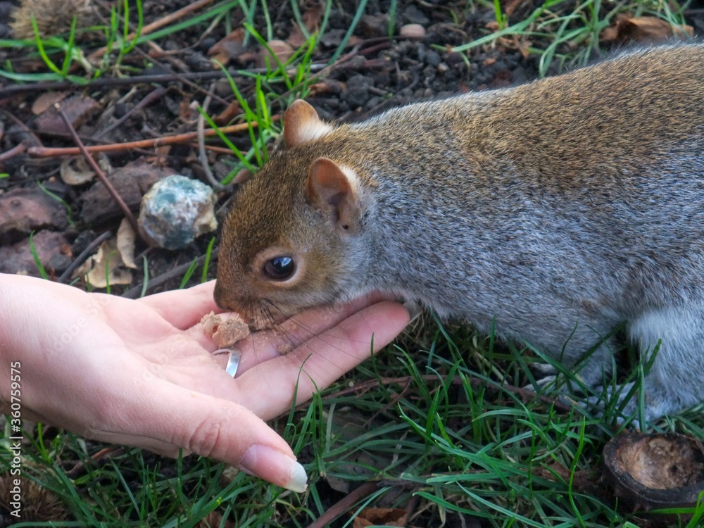 Sticker High angle closeup shot of a gray squirrel eating crumbs from a human hand