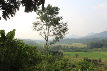 Fototapeta premium The view from the top of the mountains in West Java