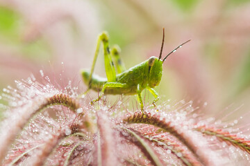 grasshopper on a grass