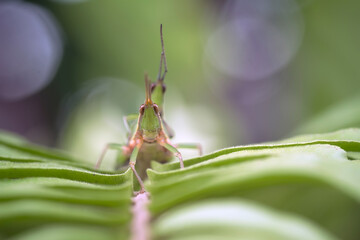 grasshopper on a leaf