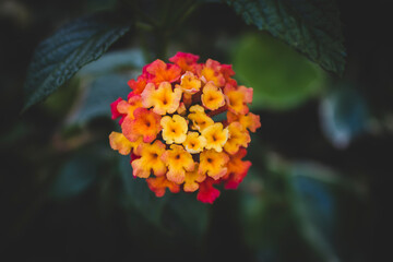 Colorful ball of small orange-red flowers on a background of dark greenery