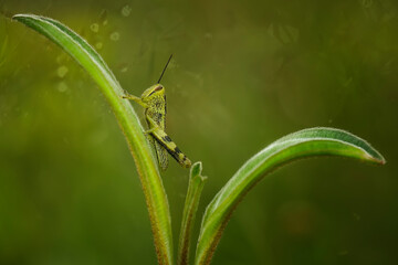 grasshopper on a leaf