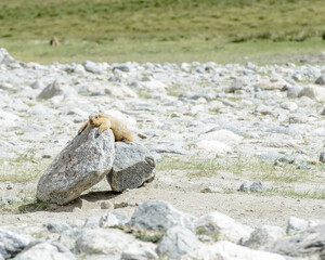 Marmot laying on a rock in the Himalaya mountains.