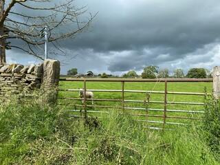 Heavy thunder clouds, over a meadow, with sheep, a farmers gate, and dry stone walls in, Kildwick, Keighley, UK
