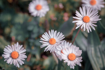 Fototapeta premium Few fresh daisies on a green meadow