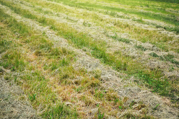 New-shorn grass. Swaths of new-shorn grass on a rough lawn. Lawn maintenance. 