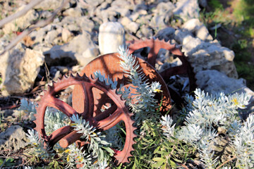 Emu Bush (Eremophila glabra prostrate) growing around old agricultural equipment, South Australia