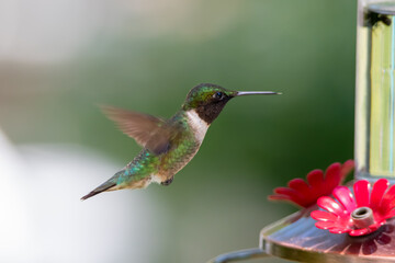 Fototapeta na wymiar Side View Close-up of a Male Ruby-throated Hummingbird with Wings Backward Near Feeder