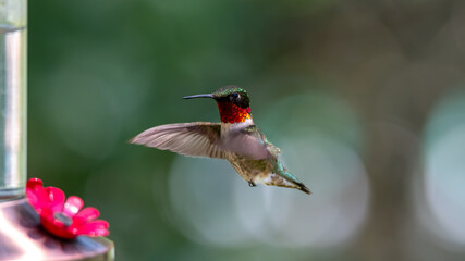 Naklejka premium Close-up of Ruby-throated Hummingbird Hovering by Feeder with Wings Forward and Bokeh of Green and White