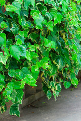 Hedera helix. Green living fence of evergreen variegated ivy.
