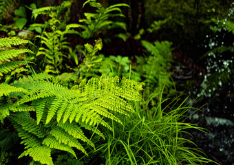 fern leaves in the forest